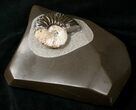 Iridescent Deshayesites Ammonite In Argyllite #15586-2